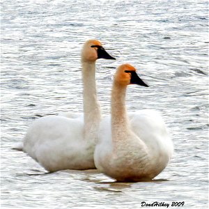 Tundra Swans