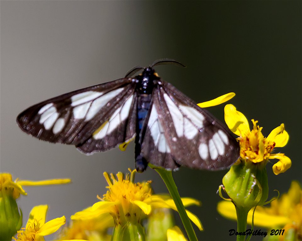 Police Car Moth