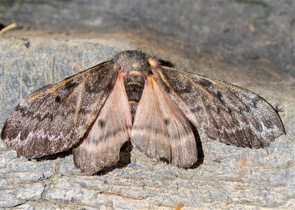 Pandora Pinemoth