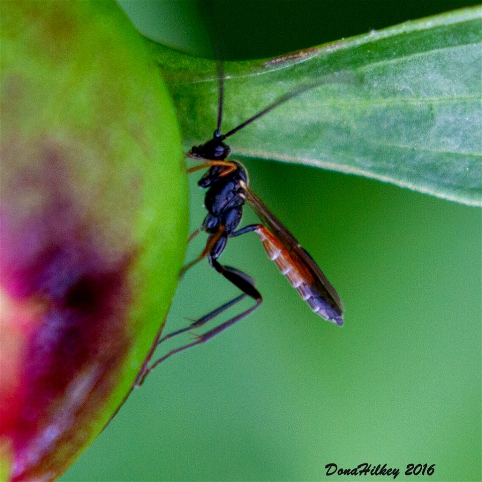 Ichneumonid Wasps Family Ichneumonidae North America Ichneumonid Wasps Family Ichneumonidae Ichneumonid Wasps Family Ichneumonidae Ichneumonid Wasps