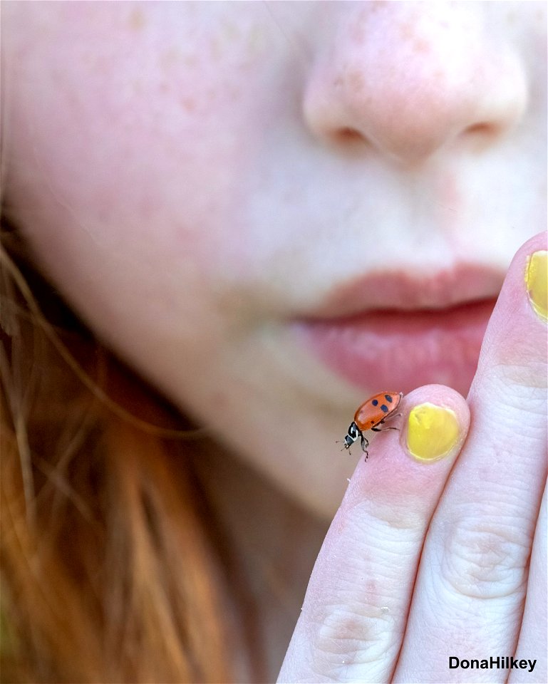 boo-convergent-ladybug-13june2021-Flag-Creek-2-