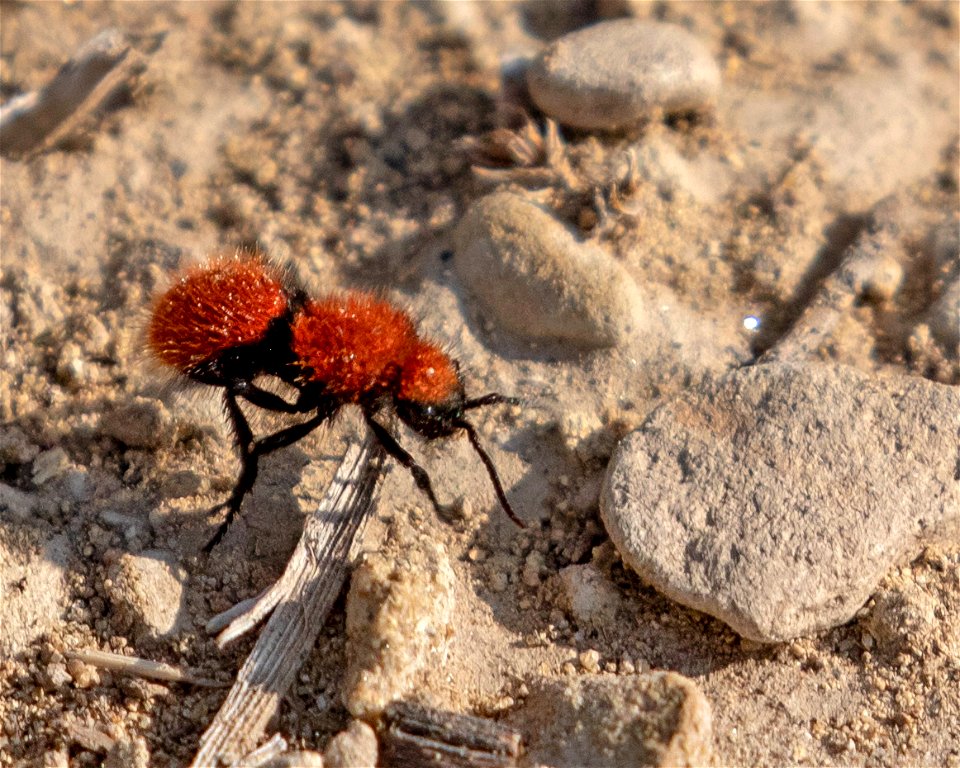 Velvet Ant female