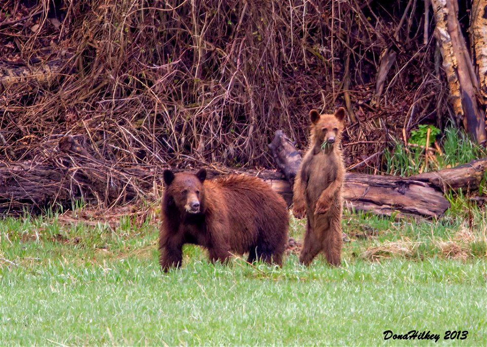 Black Bear and Cub