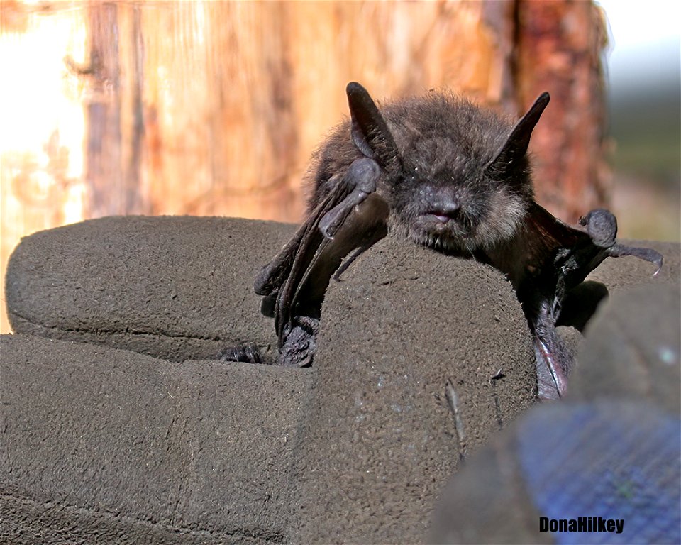 Mouse-eared Bat  Myotis sp.