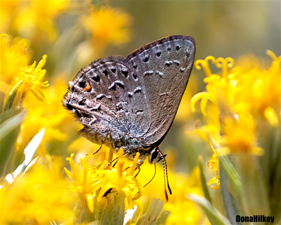 Behr's Hairstreak