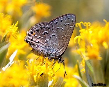 Behr's Hairstreak