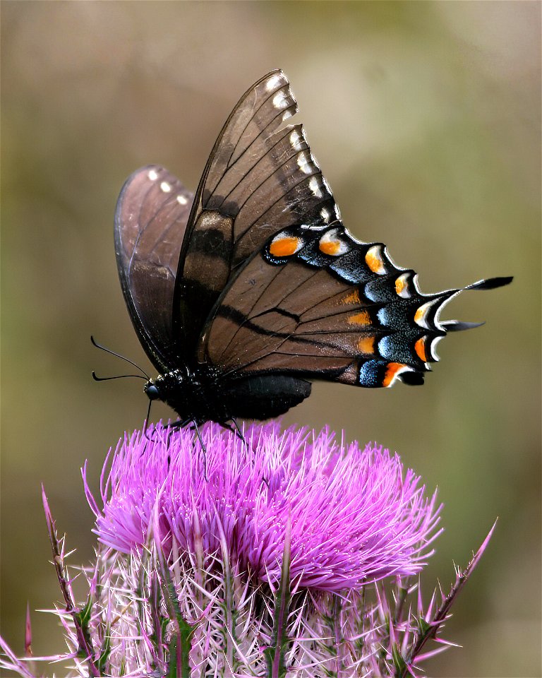 Eastern Tiger Swallowtail