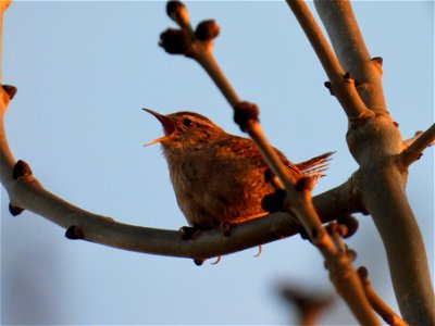 Zingende winterkoning