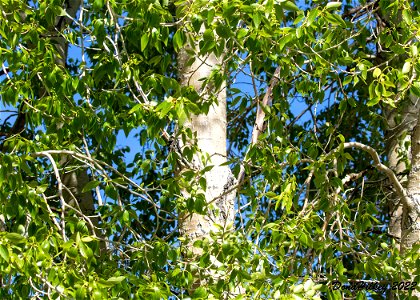Narrowleaf Cottonwood