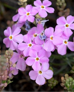Longleaf Phlox (Phlox longifolia)