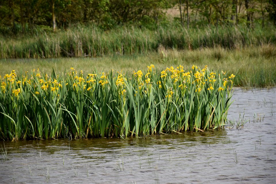Iris pseudacorus L., 1753