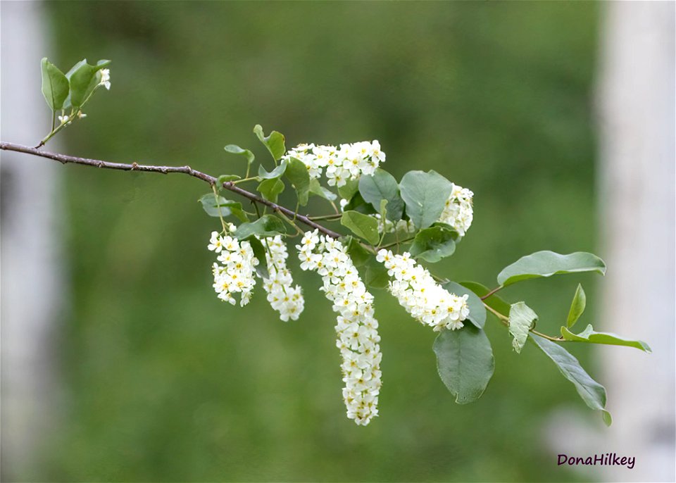 Chokecherry Blossoms