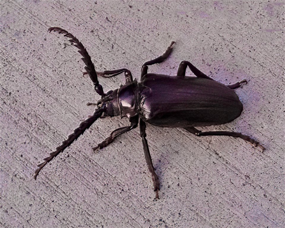 California Root Borer
