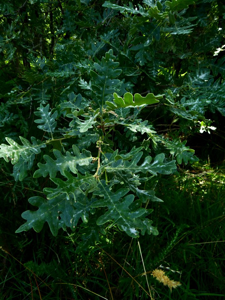 Quercus pyrenaica Willd., 1805