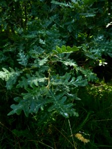 Quercus pyrenaica Willd., 1805