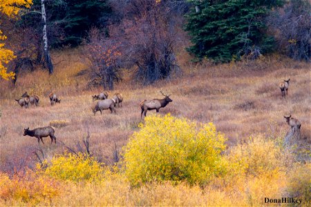 elk-10oct2020-SouthFork-3