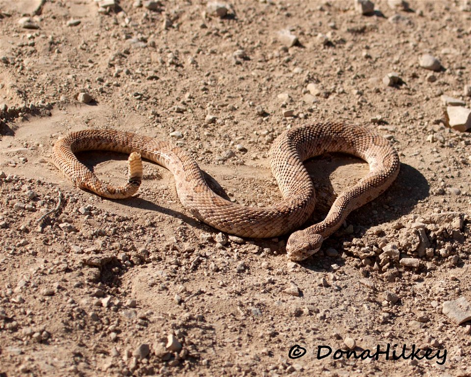 Midget Faded Rattlesnake