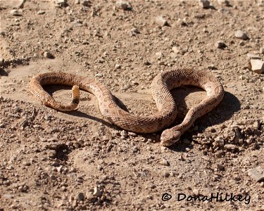 Midget Faded Rattlesnake photo