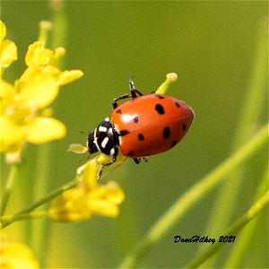 Convergent Lady Beetle