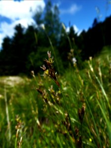Juncus squarrosus L., 1753