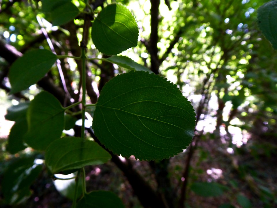 Rhamnus cathartica L., 1753