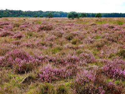 Reemsterveld