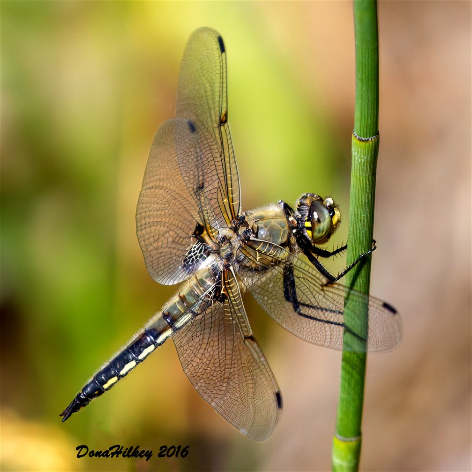 Four-spotted Skimmer