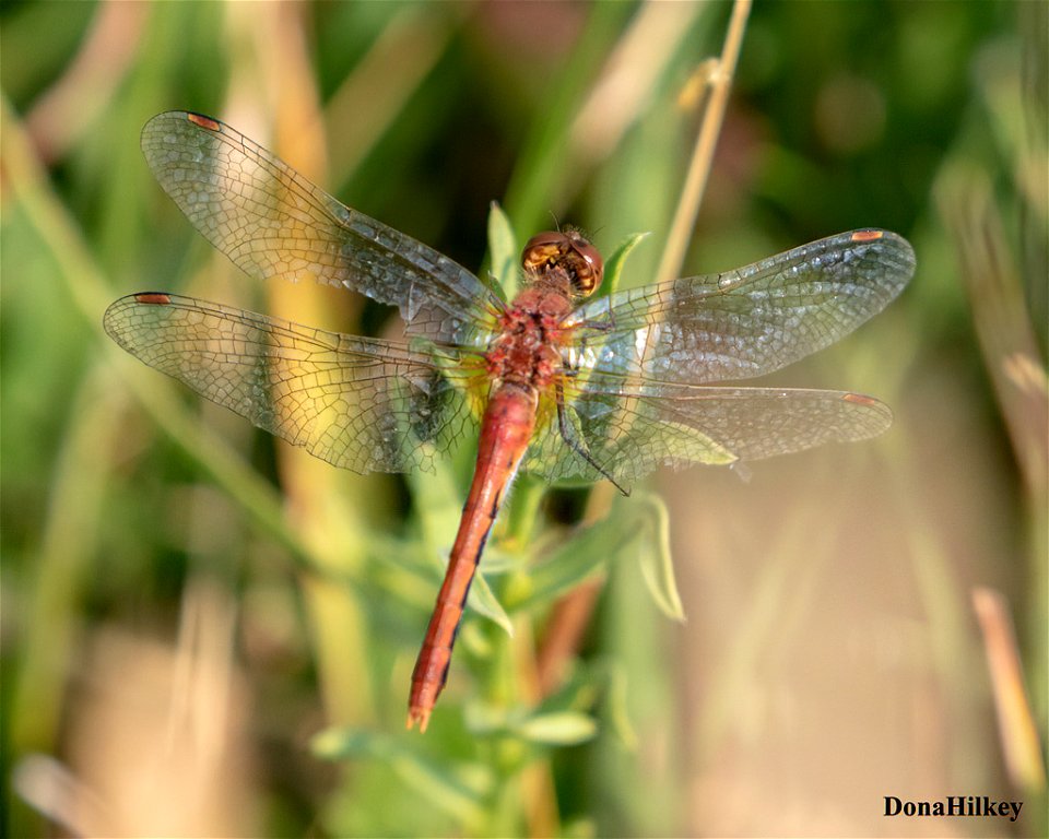 White-faced Meadowhawk 21aug2020-home-1-