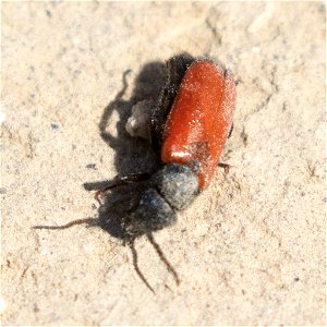 Red and Black Beetle