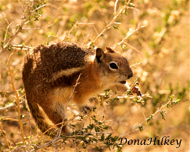 Golden Mantled Squirrel