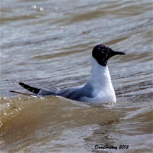 Bonaparte's Gull photo