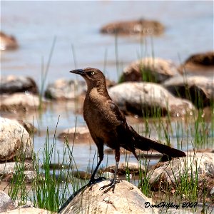 Great-tailed Grackle