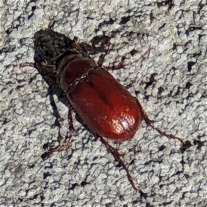 June Beetles