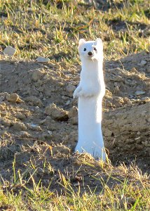 weasel-24nov2017-PED-fb-3