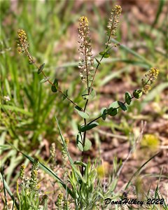Clasping Pepperweed