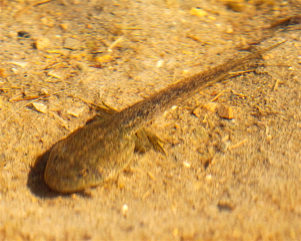 Leopard Frog Tadpole