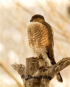 Sharp-shinned Hawk photo