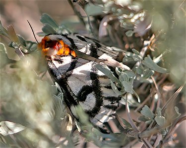 Sagebrush Sheep Moth
