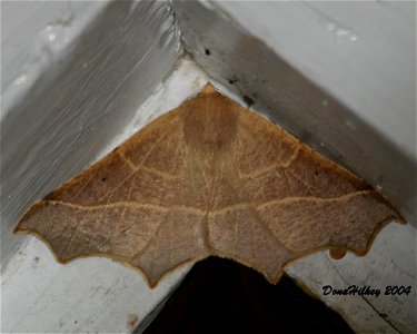 Tetracis cervinaria 22may2004 AL