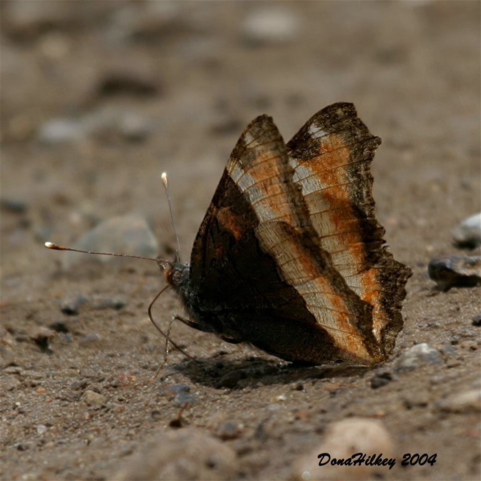 Milbert's Tortoiseshell