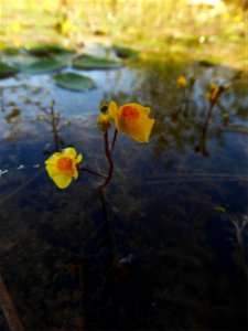 Utricularia australis R.Br., 1810