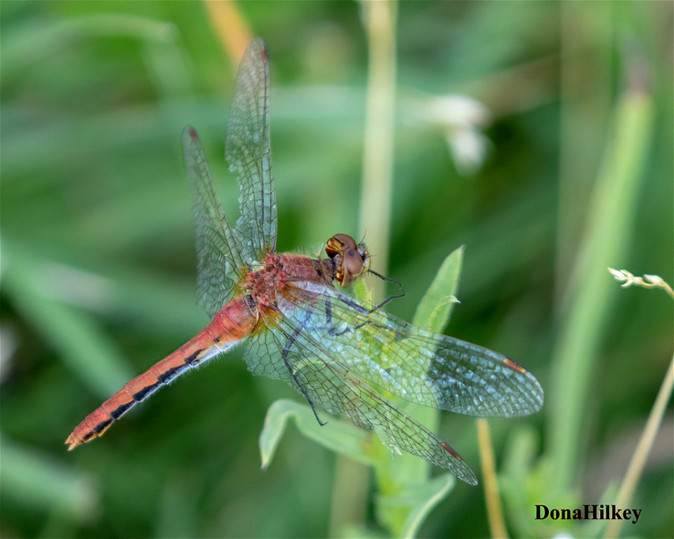 White-faced Meadowhawk-21aug2020-home-2-