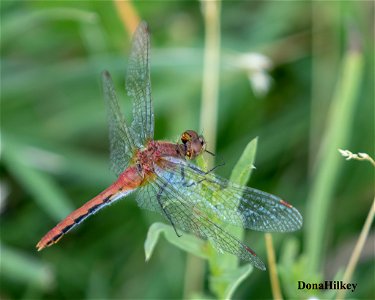 White-faced Meadowhawk-21aug2020-home-2- photo