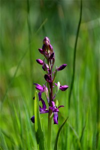 Anacamptis laxiflora (Lam.) R.M.Bateman, Pridgeon & M.W.Chase, 1997
