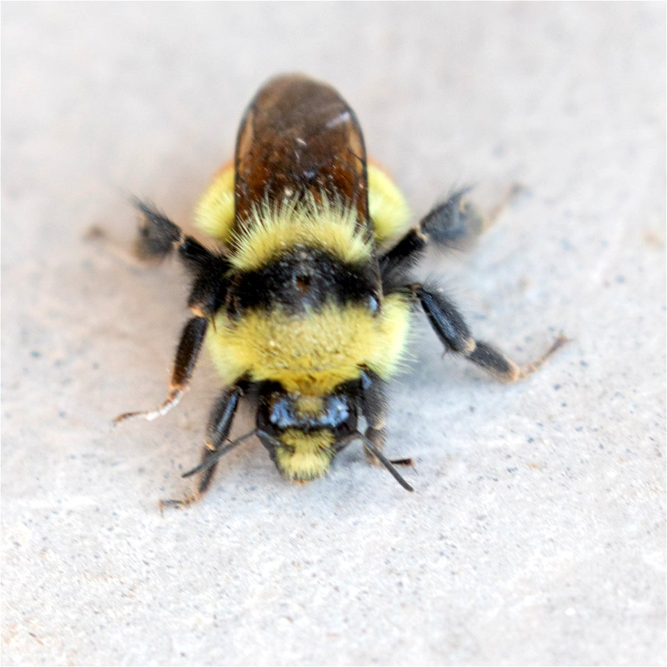 Bombus-centralis-9may2020-home