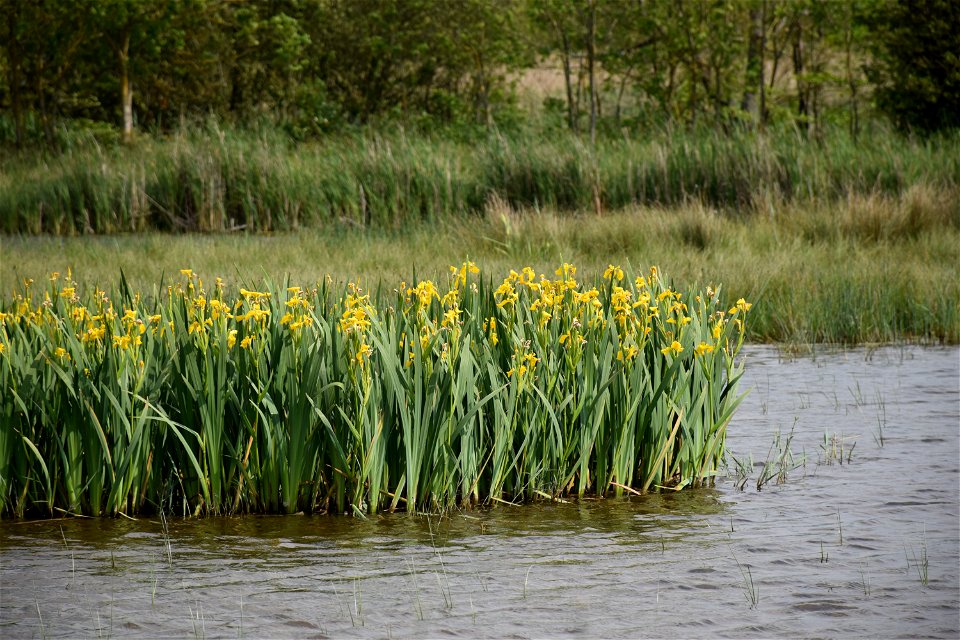 Iris pseudacorus L., 1753