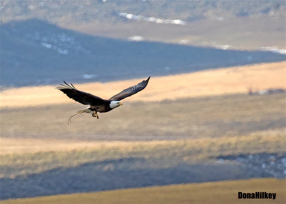 Bald Eagle pair at nest