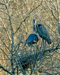 GBHE-nest-29april2020-CR-8-3