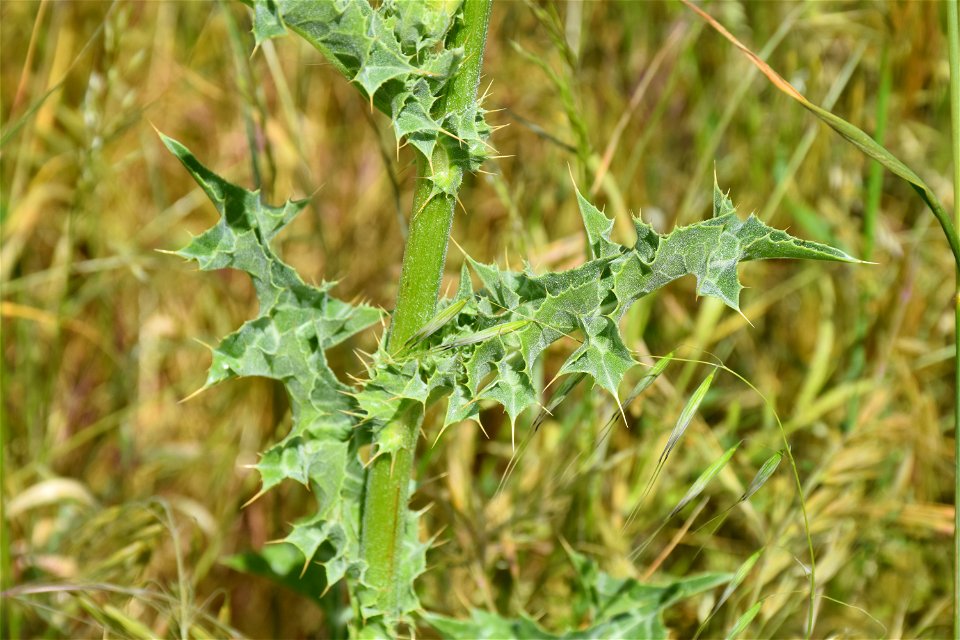 Silybum marianum (L.) Gaertn., 1791