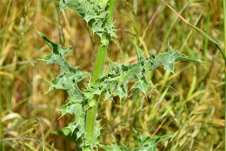 Silybum marianum (L.) Gaertn., 1791